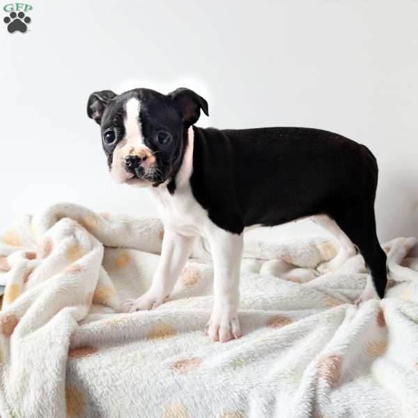 Willow, Boston Terrier Puppy